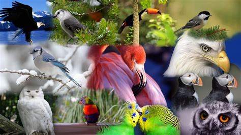 Birds Of A Feather HD desktop wallpaper : Widescreen : High Definition ...