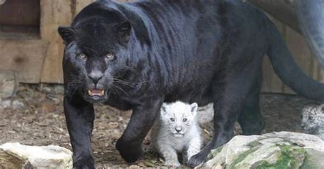 Rare albino jaguar cubs born to a black jaguar mother at a US zoo surprised onlookers