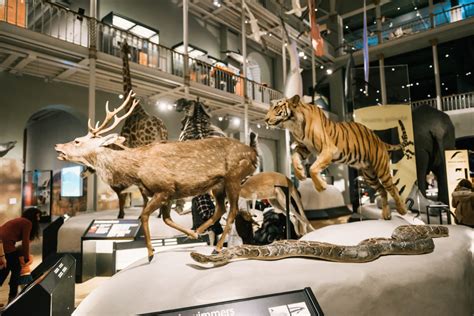 Night at the Museum: The National Museum of Scotland