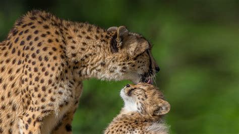 Baby Cheetah Cubs Running