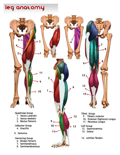 Drawsh: Anatomy | Leg muscles anatomy, Medical anatomy, Yoga anatomy