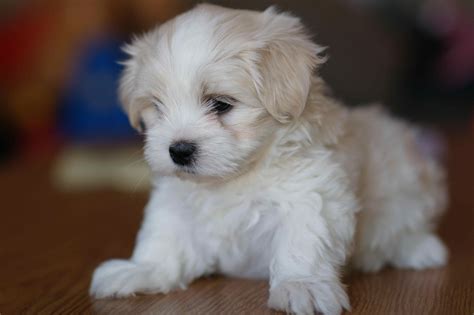 I think I definitely have the cutest puppy ever. :) | Cutest puppy ever, Cute animals, Cute puppies