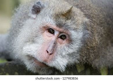 Cute Monkey Sad Face Stock Photo 2023273358 | Shutterstock