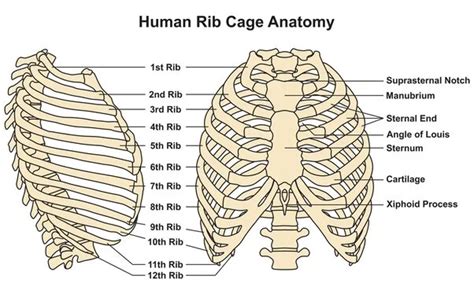 Rib cage anatomy Archives - SAMARPAN PHYSIOTHERAPY CLINIC AHMEDABAD