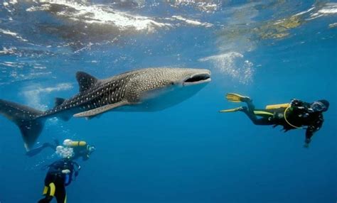 Whale Shark Watching and Snorkeling Tour Package | Cebu Tours