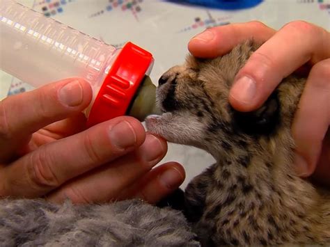 Video Of The Week - Cincinnati Zoo Debuts Adorable Newborn Cheetahs