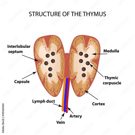 Structure Of The Thymus Gland Infographics Vector | My XXX Hot Girl