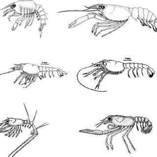 26. Metamorphosis. In each case, the last larval stage and the... | Download Scientific Diagram