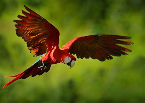 Scarlet Macaw Flying