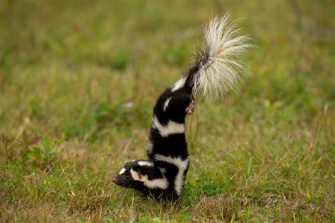 Spotted Skunks can do Handstands | Nature and Wildlife | Discovery