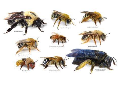 Q. What Types of Bees do you Relocate? | Bee Removal 239-634-1671