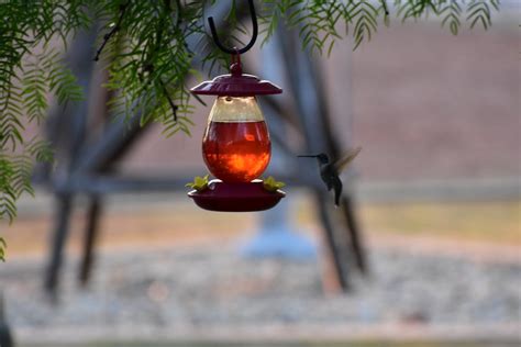 Free stock photo of bird feeder, hummingbird, summer