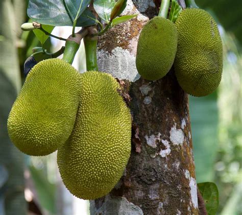 Exploring the Top Varieties of Jackfruit in India: A Comprehensive Overview - AskMeAll