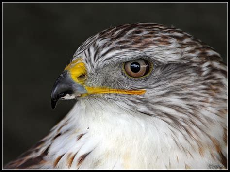 Ferruginous Hawk by cycoze on DeviantArt