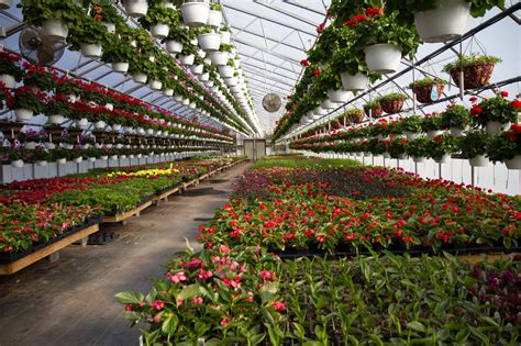 How To Choose A Greenhouse Material • Insteading