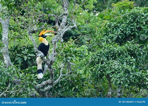 Great Indian Hornbill Bird from India Stock Image - Image of ...