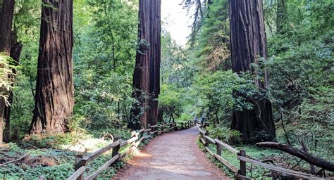 14 Unforgettable Places to Explore Redwoods Near San Francisco