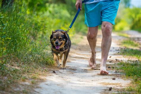 417 Black Man Walking Dog Spring Stock Photos - Free & Royalty-Free ...