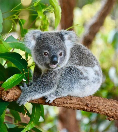 35 fascinating and interesting koala facts for kids – Artofit