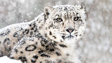 Snow Leopard Photo Tour: Detailed Planning Information • Voygr Expeditions