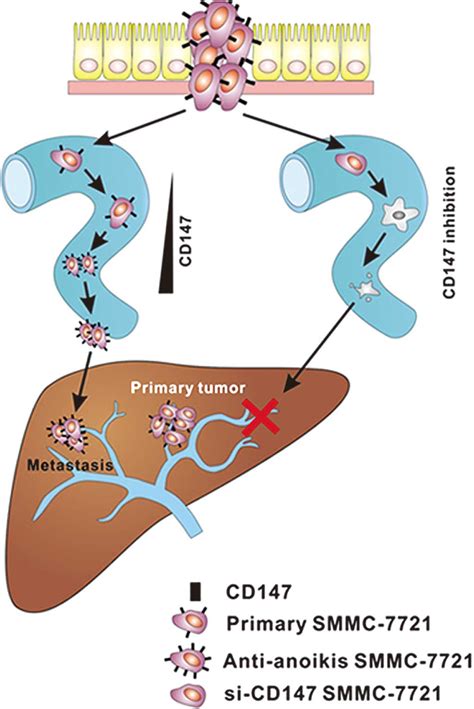 Acquisition of anoikis resistance through CD147 upregulation: A new mechanism underlying ...