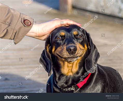 640 Dachshund Big Eyes Images, Stock Photos & Vectors | Shutterstock