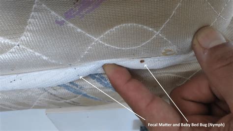 What Are the Signs of Bed Bugs on a Mattress?