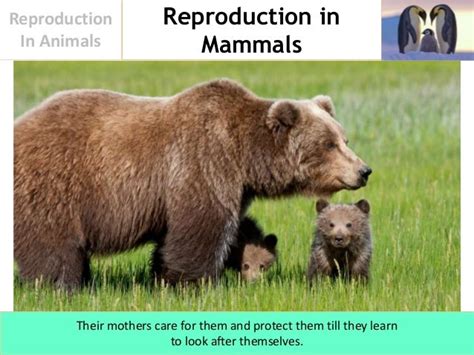 Reproduction In Animals