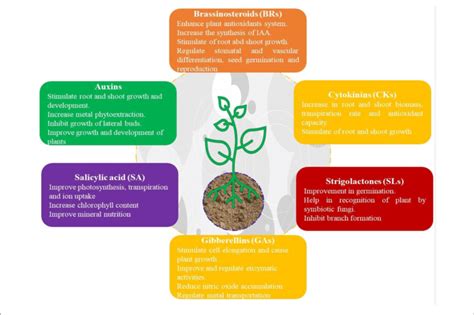 | Role of selected PGRs on plant growth and development. | Download Scientific Diagram