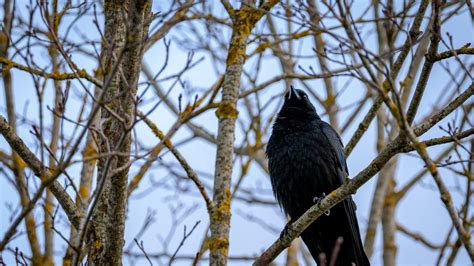 Wallpaper raven, bird, feathers, branches, observation, wildlife hd, picture, image