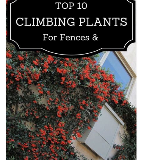 Top 10 Climbing Plants For Fences - Musely