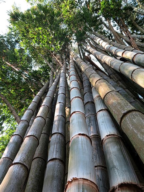Bamboo In Costa Rica Free Stock Photo - Public Domain Pictures