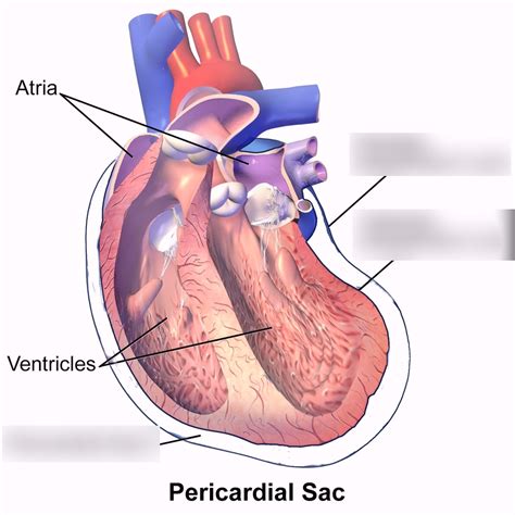 Heart Serous Membrane Diagram | Quizlet