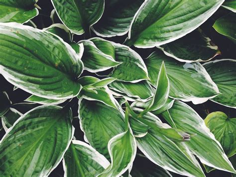 Learn Which Varieties of Hostas Can Grow in the Sun | Hostas, Shade ...