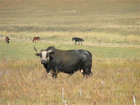 Nguni Cattle, South Africa