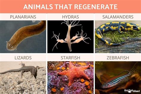 Animal Regeneration