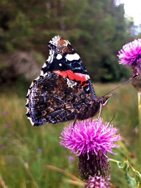 Red Admiral Butterfly stock image. Image of spiky, native - 128475935