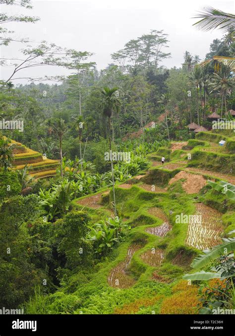 Rice terraces in Ubud, Bali, Indonesia Stock Photo - Alamy