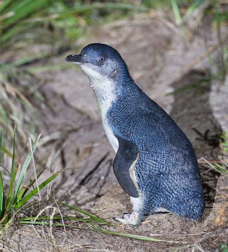 Penguins Of The Past - Prehistoric Penguins | Penguins International