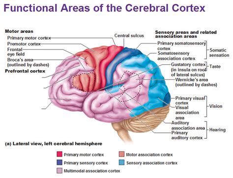 Functional Areas of The Cerebral Cortex - Antranik.org