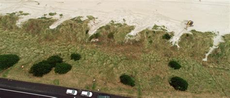 Dune regeneration project succeeding, specialist says | Otago Daily ...