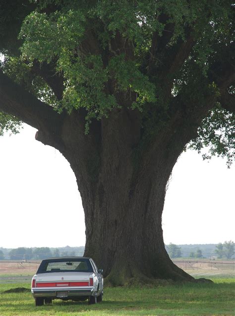 Quercus virginiana (Bay Live Oak, Live Oak, Oaks, Plateau Oak, Scrub ...