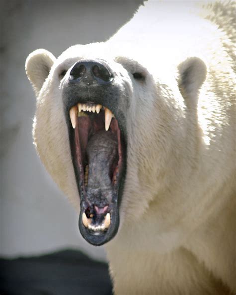 Polar Bear Stress Yawn 03-08-06 | Flickr - Photo Sharing!