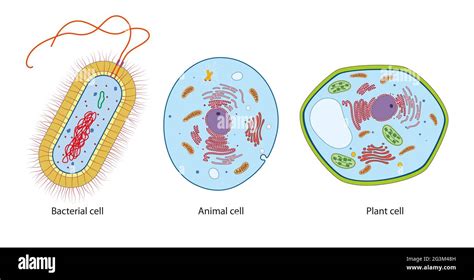 Difference between bacteria, animal and plant cells Stock Photo - Alamy