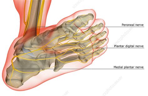 The nerves of the foot - Stock Image - F001/4261 - Science Photo Library