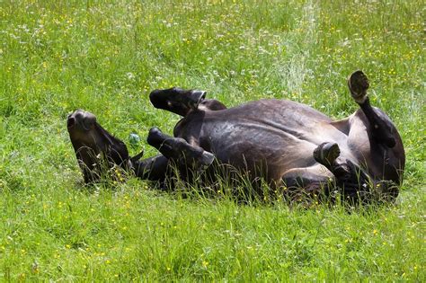 What Are The Most Common Horse Health Problems And Their Treatments? - Fauna Care