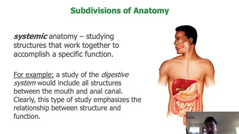 What Is Systemic Anatomy