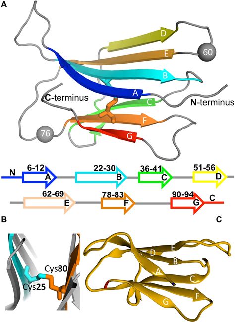 Frontiers | The Early Phase of β2-Microglobulin Aggregation ...