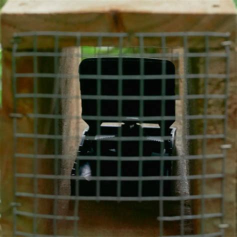 T-Rex rat trap in tunnel – Predator Free NZ Online Shop