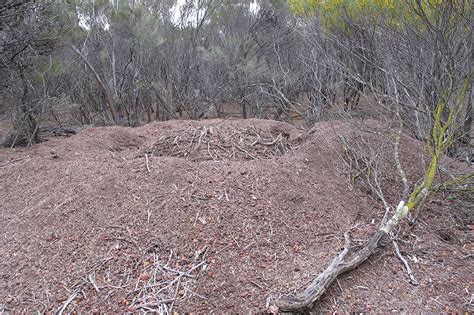 Restoring Native Vegetation For Malleefowl Habitat - Greening Australia - Greening Australia